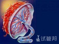 什么是胎盘成熟度